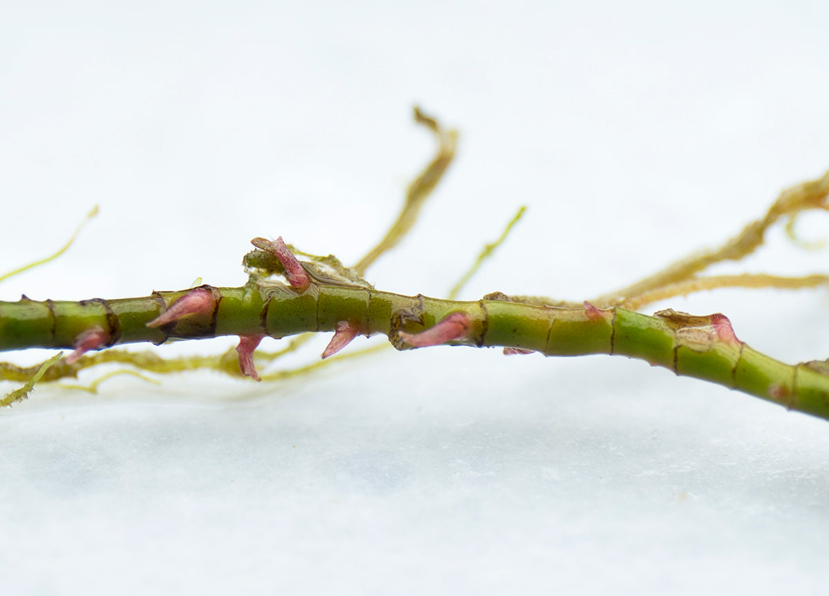 New growth appearing on healthy bucephalandra rhizome