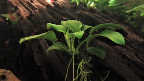 anubias plant