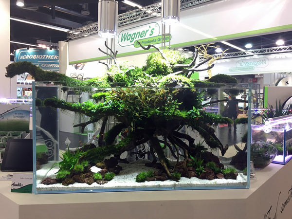 Aquascaped aquarium with wood and emersed aquatic plants