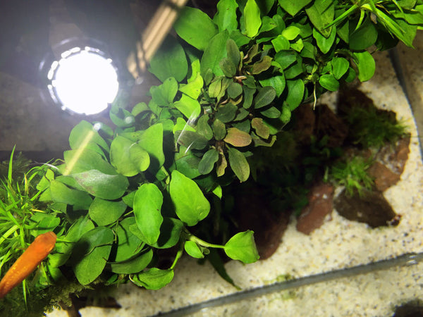 Live freshwater plants submerged in water at Interzoo