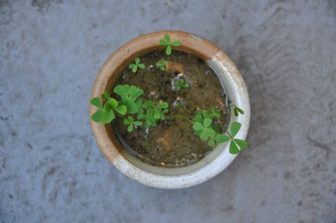 aquarium plant mini diy pond