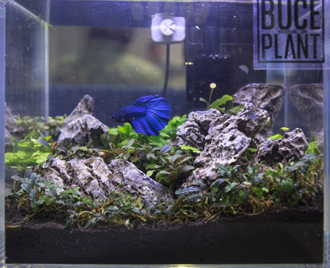 aquascaped tank with blue betta fish