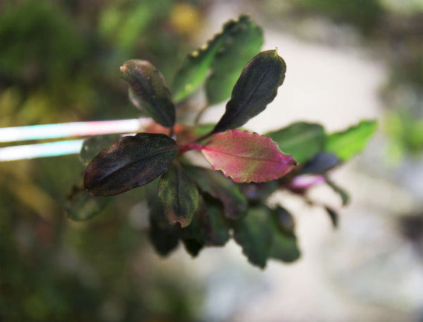 Top down view of new leaf growth on Bucephalandra Hades