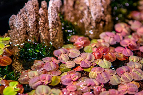 PHYLLANTHUS FLUITANS RED ROOT FLOATER