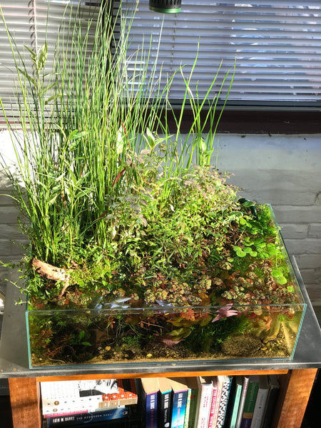 Pond Style Tank