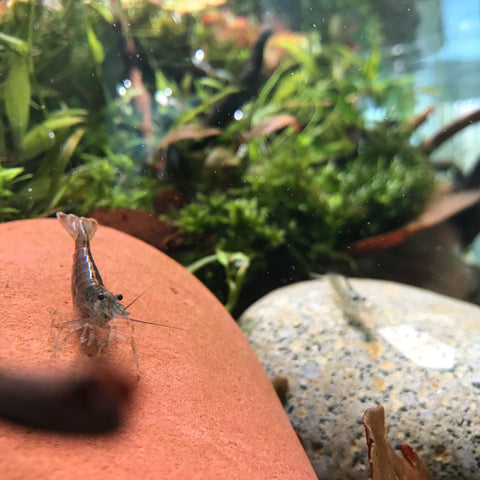 amano shrimp hanging out on rock in aquarium