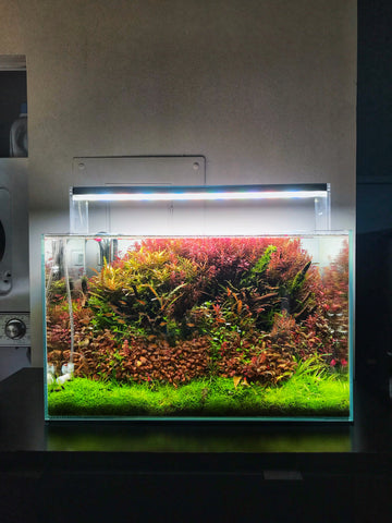 dutch style aquarium with red and green plants