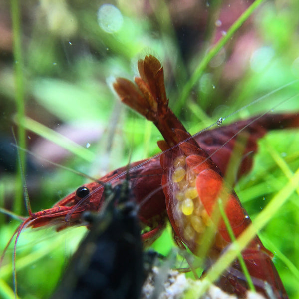 Freshwater shrimp backside with eggs /></p>
<p class=