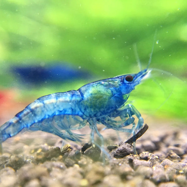 Freshwater Neocaridina blue dream shrimp /></p>
<p class=
