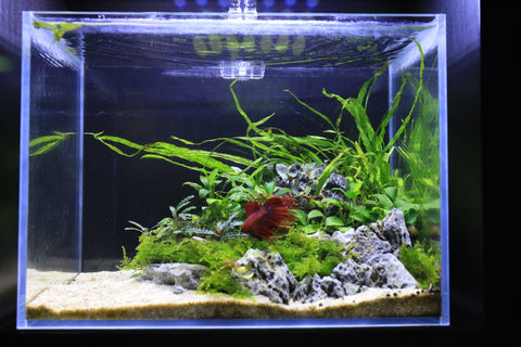 red betta fish aquarium with live aquatic plants