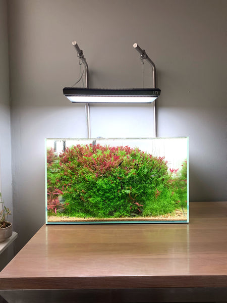 Ultum Nature Systems Planted Aquarium with red and green plants
