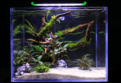 large aquarium with wood and aquatic plants under lighting