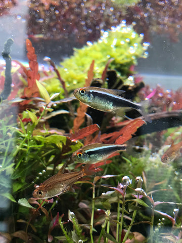 fish in aquarium with live plants