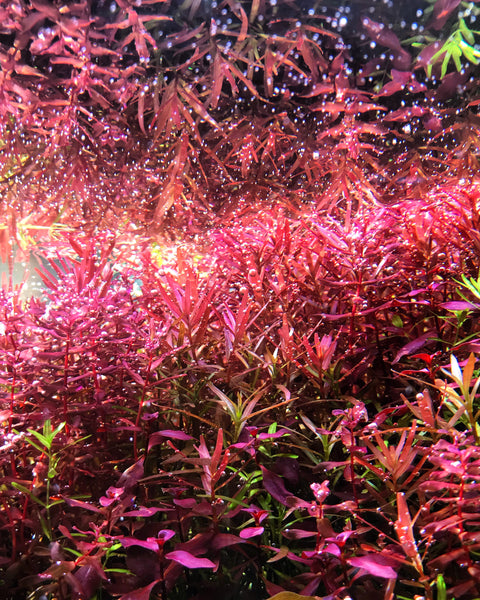 Bright red aquarium plants in tank