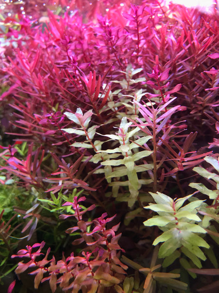 rotala with bright red leaves in lighting