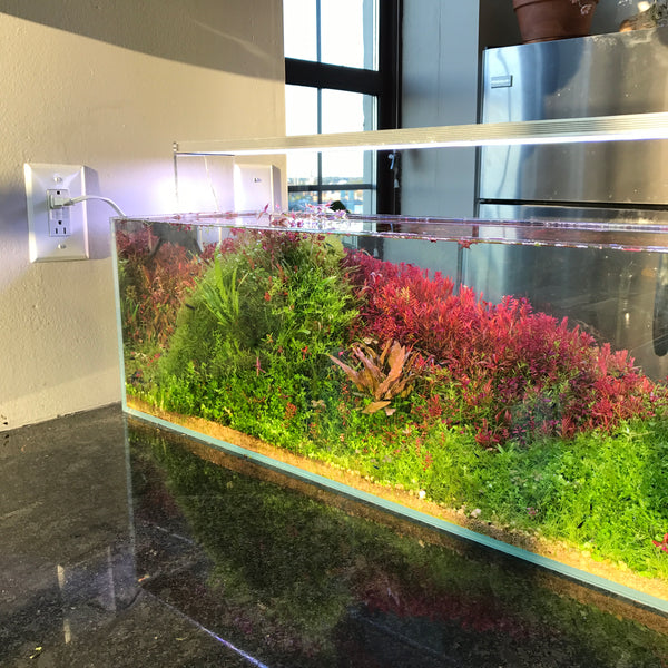 dutch style aquarium tank on countertop