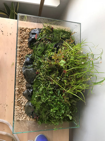 top view of emersed style tank with rocks accenting green aquatic plants
