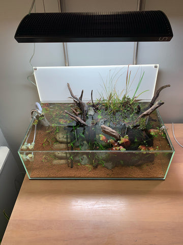paludarium vivarium planted tank