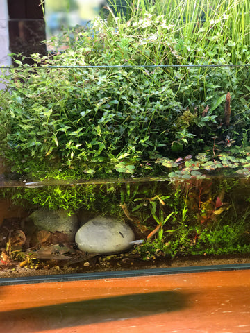 emersed style planted aquarium in shallow tank