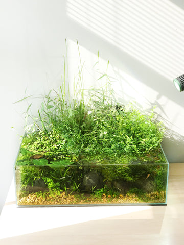 paludarium style with emersed aquatic plants on table