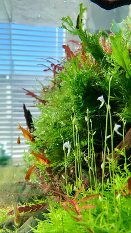 fish swimming in planted aquarium