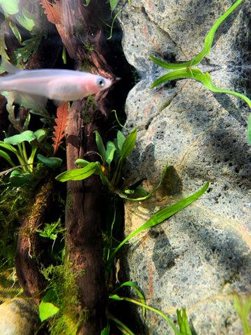 japanese ricefish neocaridina