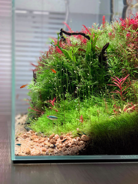 Densely Planted aquarium tank with fish