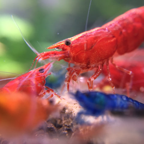 thriving red shrimps in aquarium