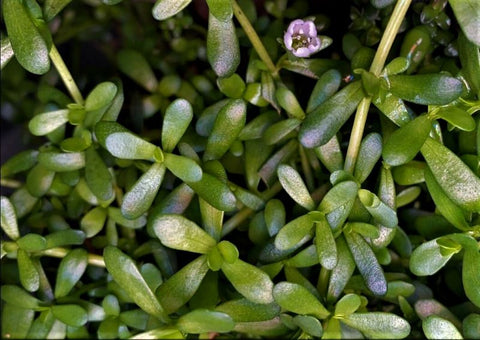 bacopa monnieri purple flower