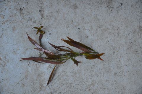 Ludwigia arcuata x repens