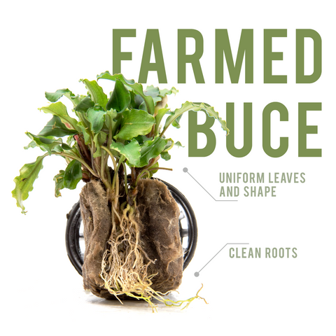 leaves and roots on farmed bucephalandra