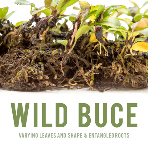 wild bucephalandra shown with tangled roots and varied leaves