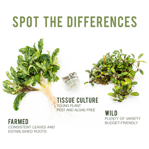 difference between tissue culture, wild, and farmed bucephalandra