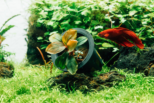bucephalandra in pot submerged next to a red betta fish