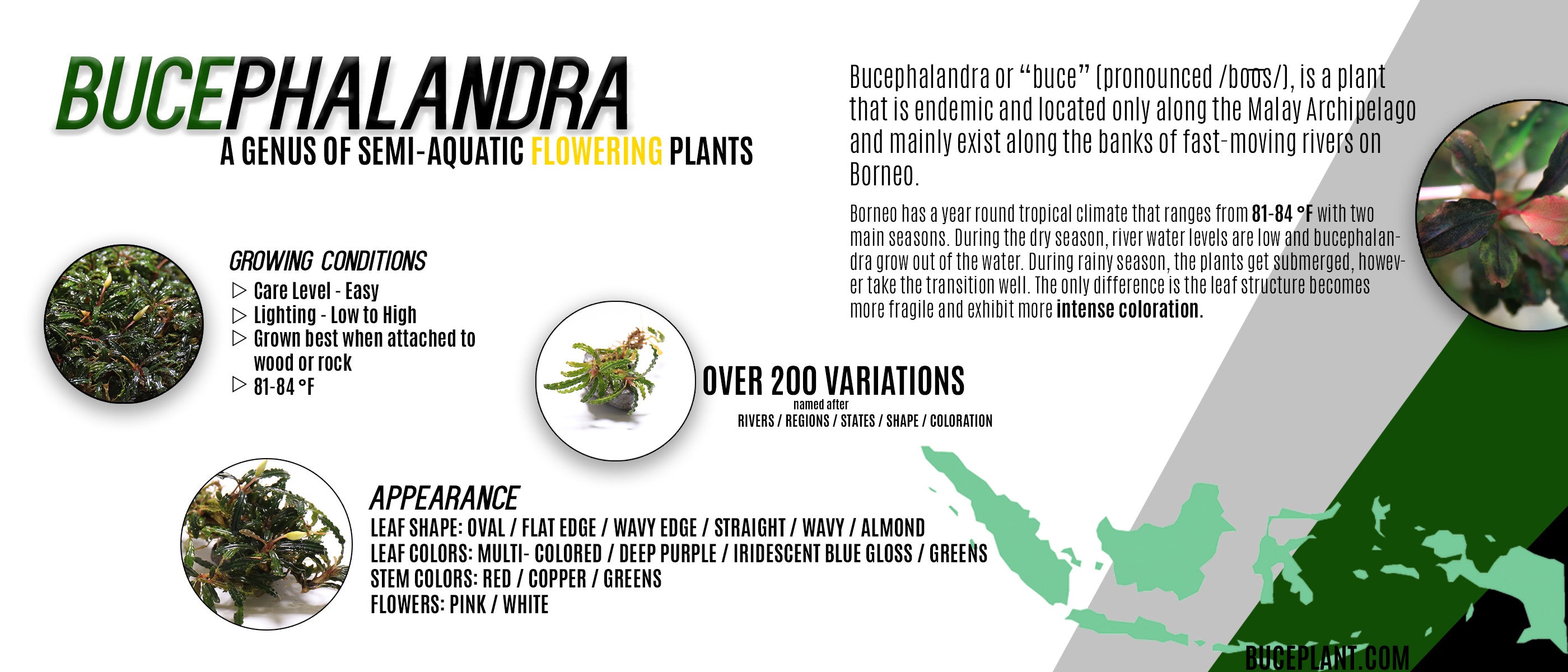 bucephalandra infographic