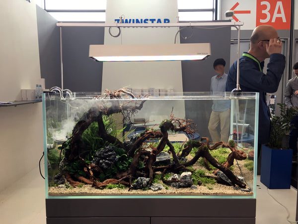Aquascape design with wood, plants, and twinstar lighting