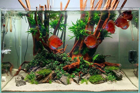 discus aquarium tank