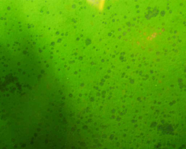 green dust algae