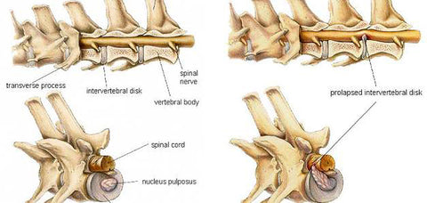 Figure 1: Normal Canine Spine              Figure 2: Canine Spine with IVDD