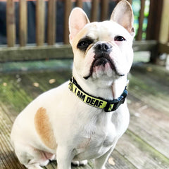 White and fawn pied frenchie wearing I am deaf Frenchie collar