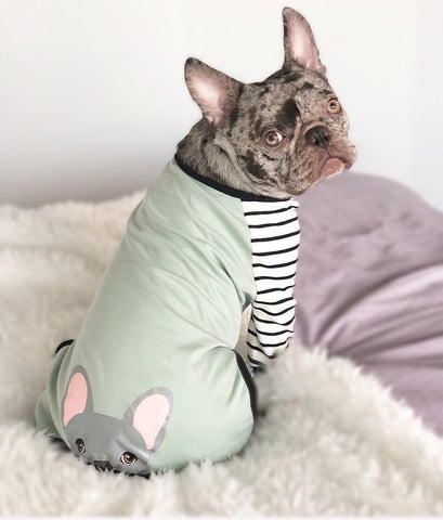 rare blue merle Frenchie frenchiestore