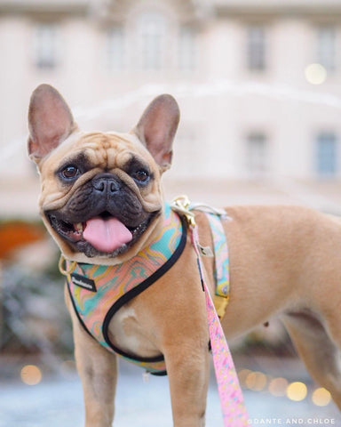 ideal weight of a frenchie bulldog