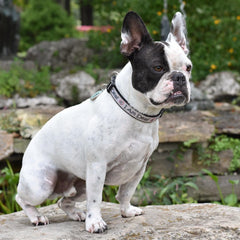 White Frenchie sitting on a stone outside with a special French Bulldog collar and writing I am deaf