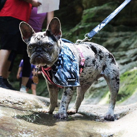 Merle Frenchie wearing Frenchiestore cooling bandana and health harness