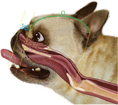 BOAS in French Bulldogs