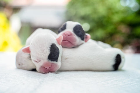 Newborn Frenchie puppies