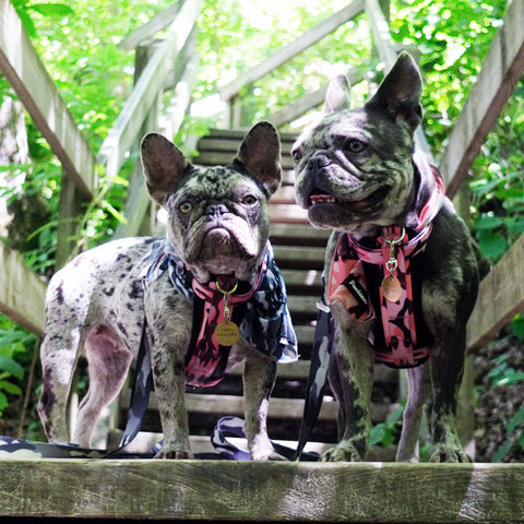 merle frenchies dogs hiking wooded trail forest backpacking frenchiestore tips