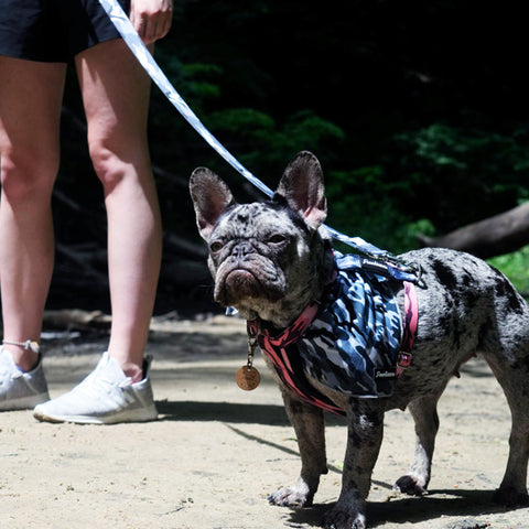 Benefits of hiking with your French Bulldog