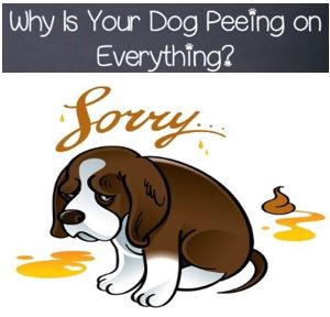 Why your dog Peeing on Everything?