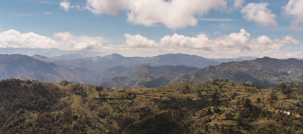 Papua New Guinea Purosa A Single Origin Specialty Coffee